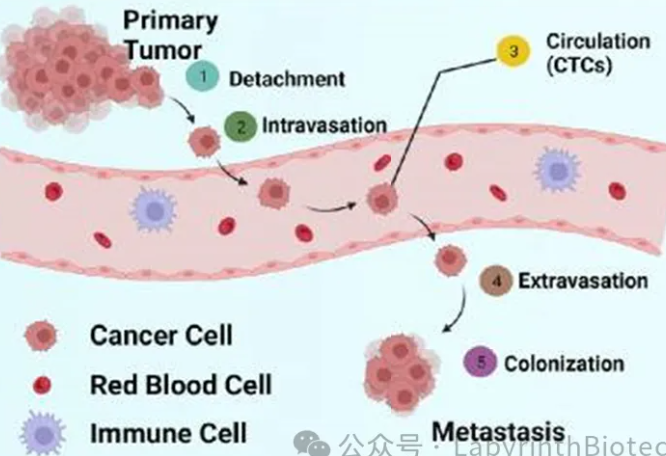 Ten Key Questions About Circulating Tumor Cell (CTC) Testing (Part 1)