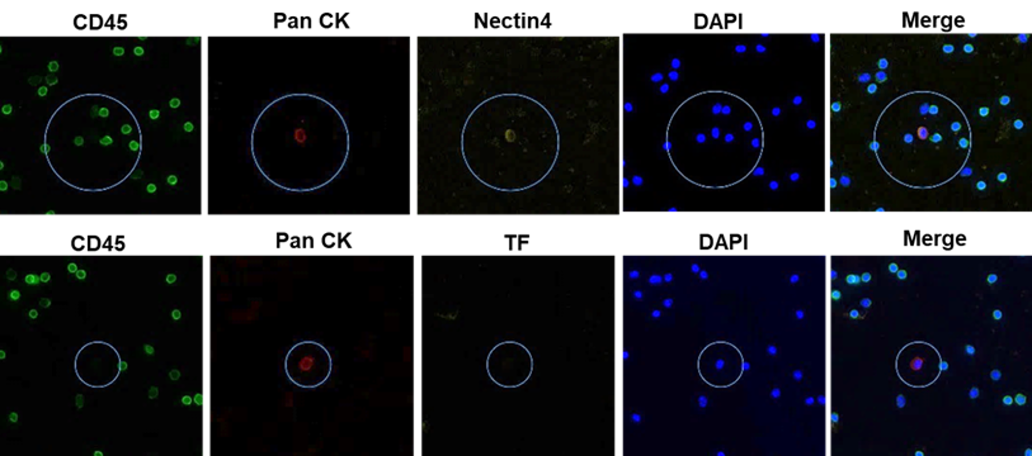 ADC靶点.png ADC靶点.png